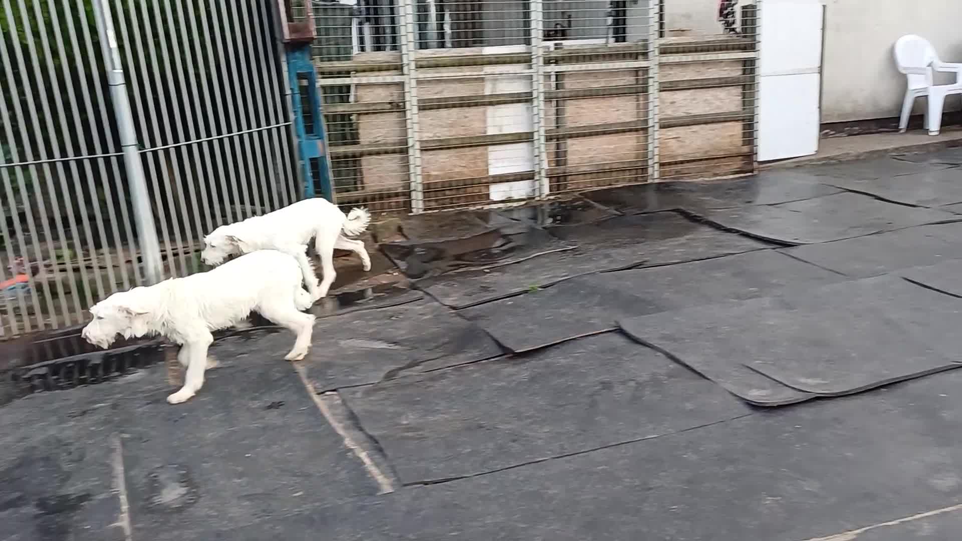 Mixed Breed dogs for adoption: BENJI - a handsome & gentle Boy  for a Loving Home - Video 1