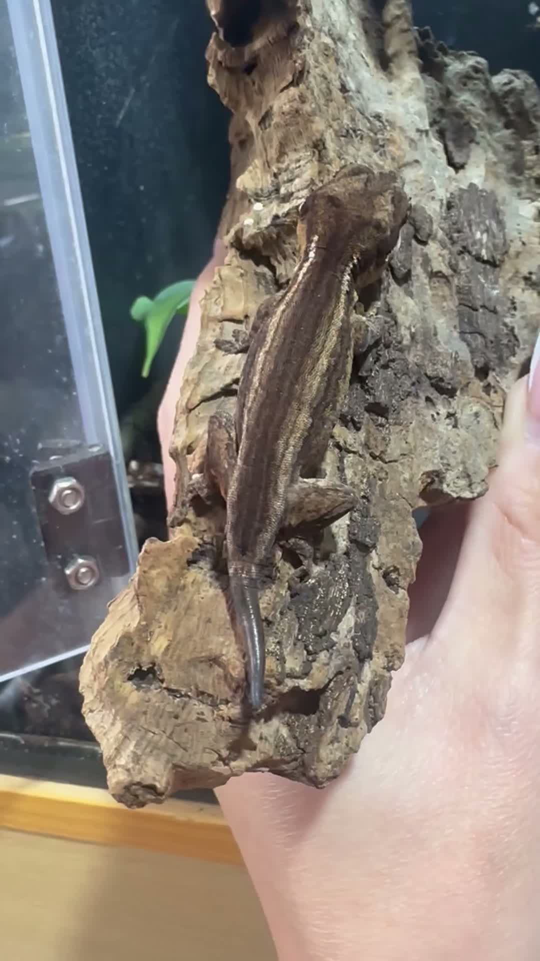 Gecko reptiles for sale: Gargoyle, Crested geckos,mourning geckos  - Video 1
