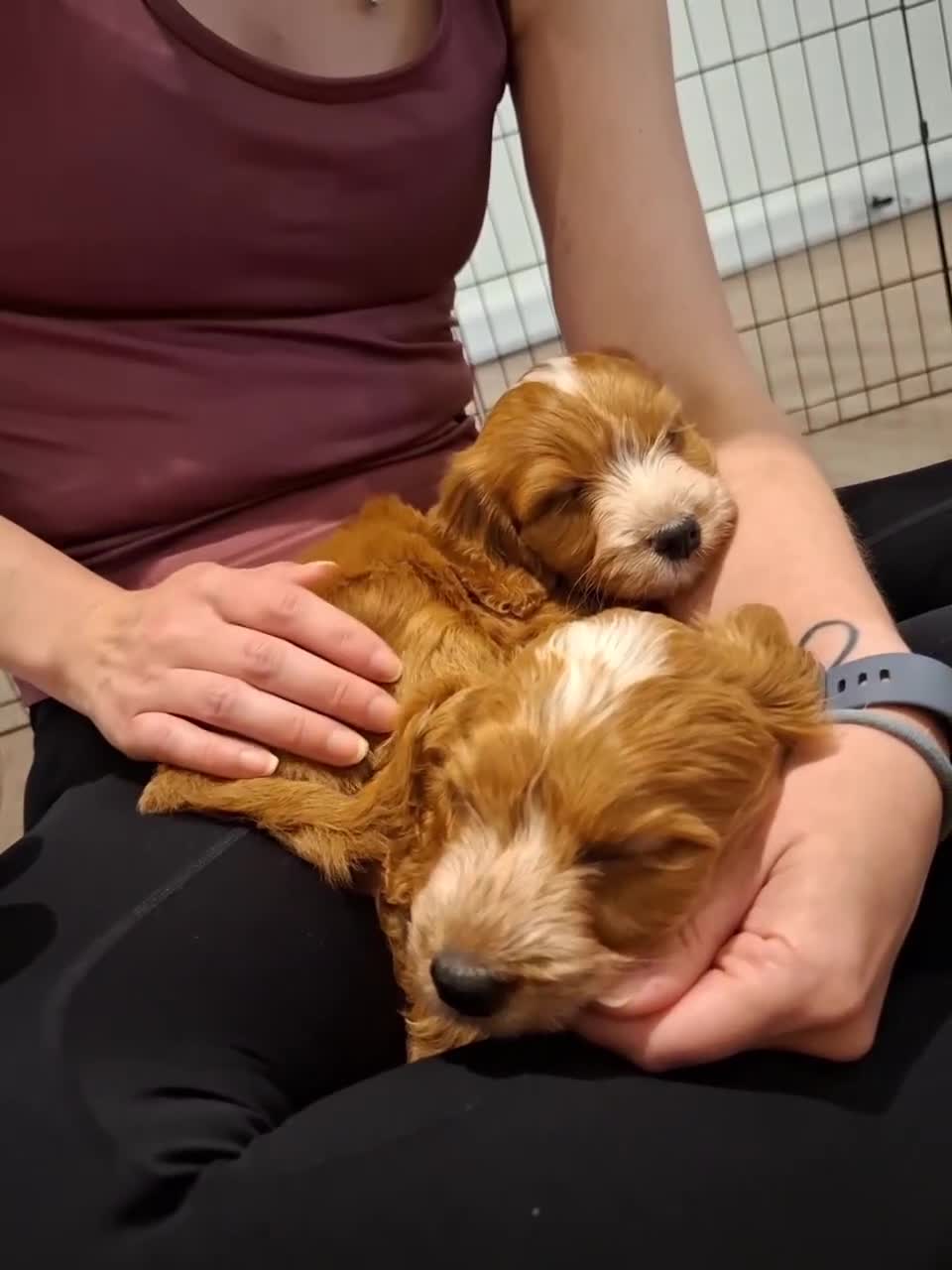 Cockapoo dogs for sale: F1 COCKAPOO PUPS - Video 4