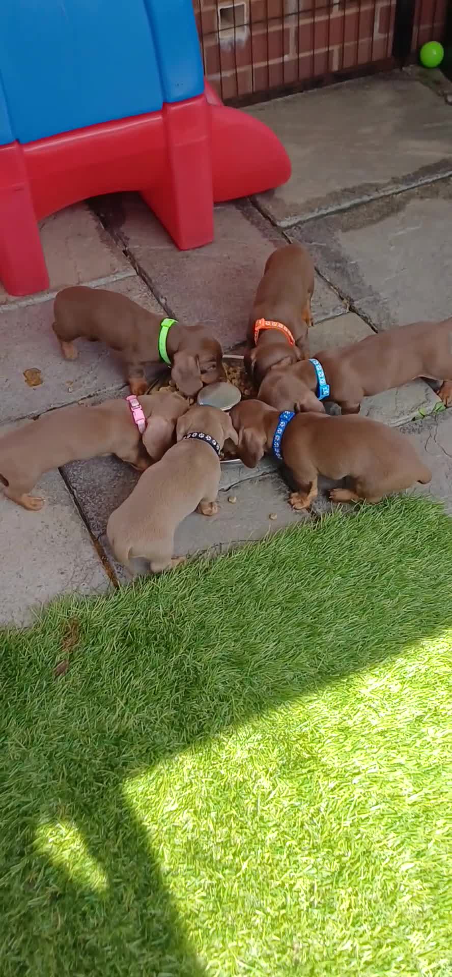 Miniature Dachshund dogs for sale: OUtSTANDING KC REGISTERED MINATURE DACHUNDS - Video 4