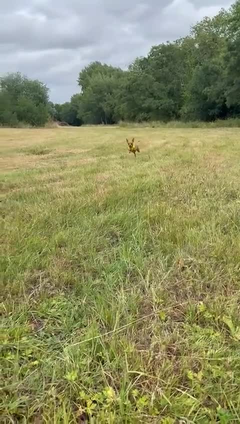 Chihuahua dogs for adoption: ❤️🐶 LILA – A Little  Soul Searching for Love 🐶❤️ - Video 5