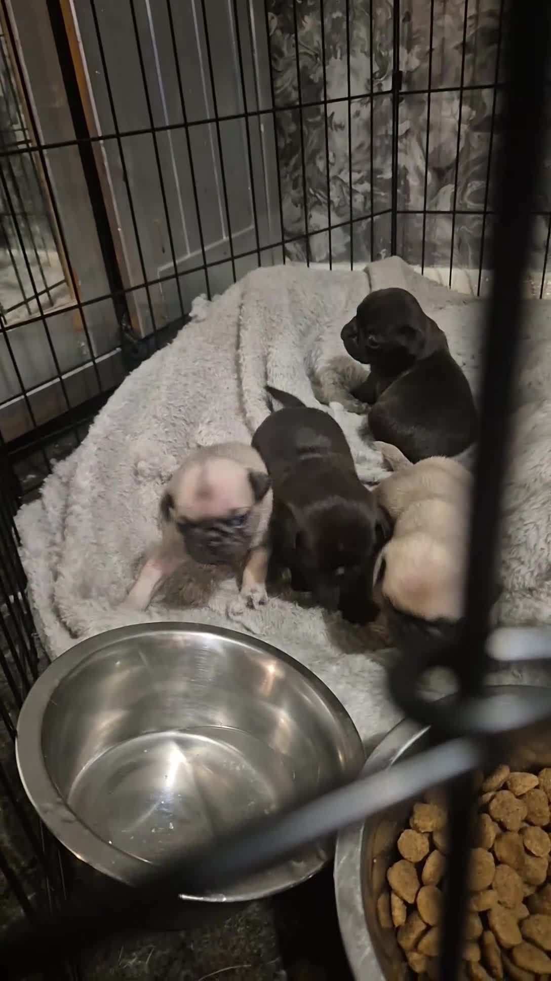 Pug dogs for sale: 4 beautiful pugs  - Video 2