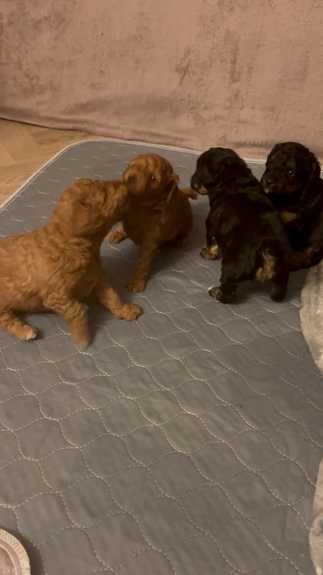 Jackapoo dogs for sale: Adorable (85% Toy Poodle) Jackapoo pups  - Video 1