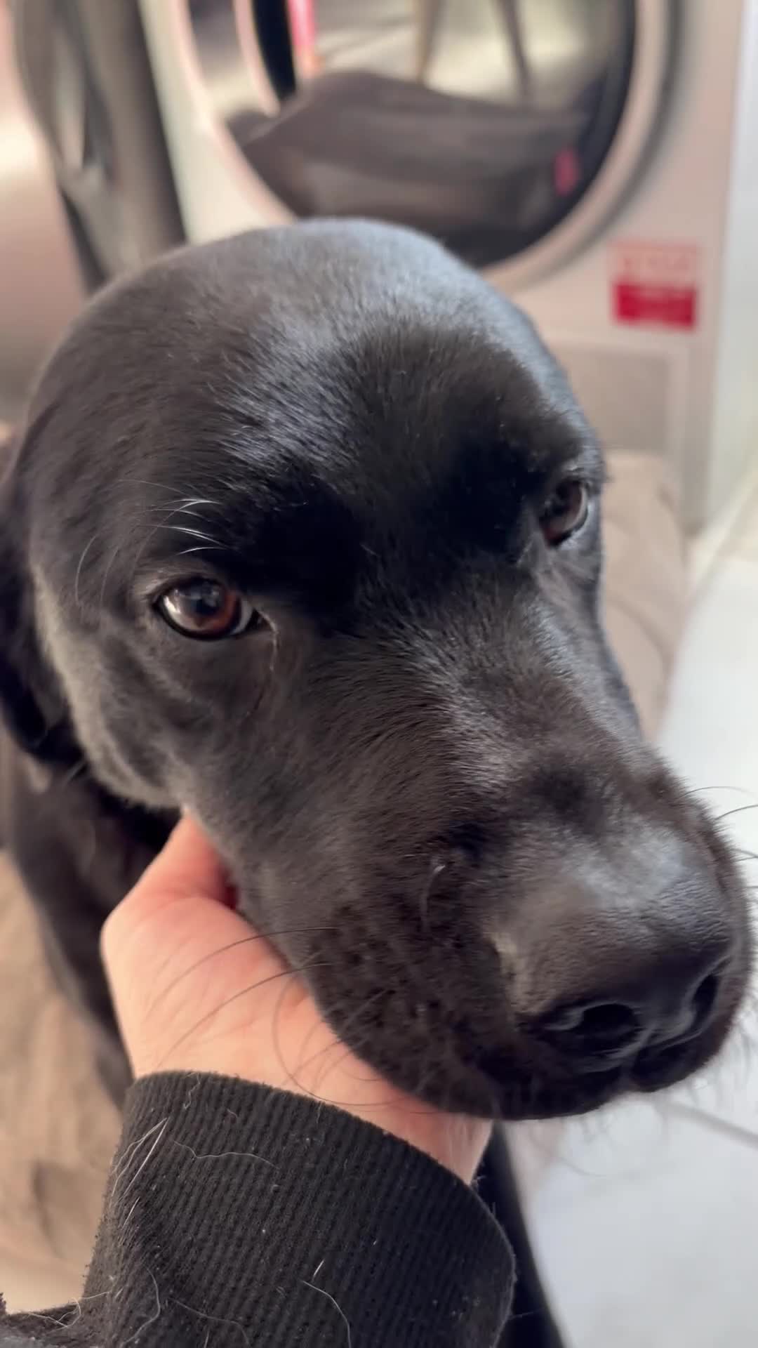 Labrador Retriever dogs for sale: Beautiful girl with loads of energy in Stranraer - Video 1