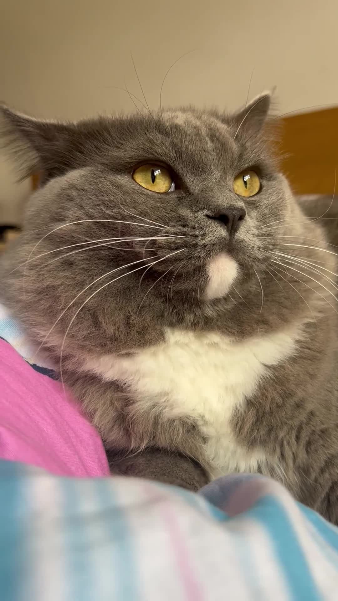 Ragdoll cats for sale: 2 Female/1 Male for Sad Sale - Video 5