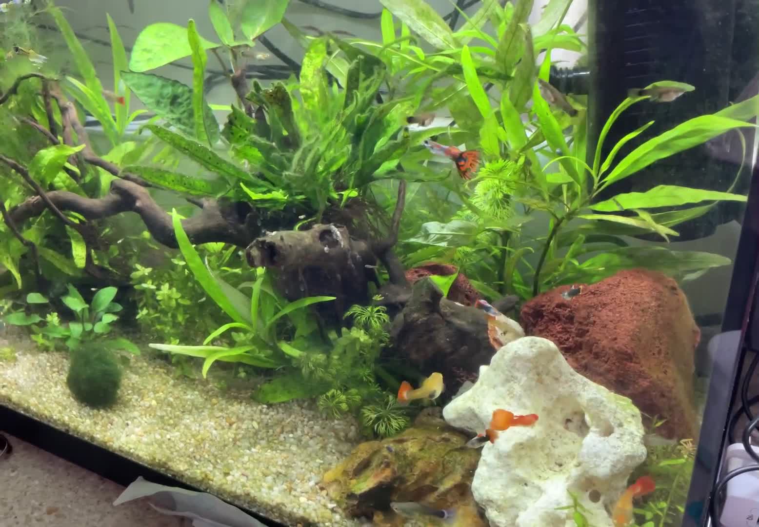 Live Bearers fish for sale: Young Guppies - Video 1