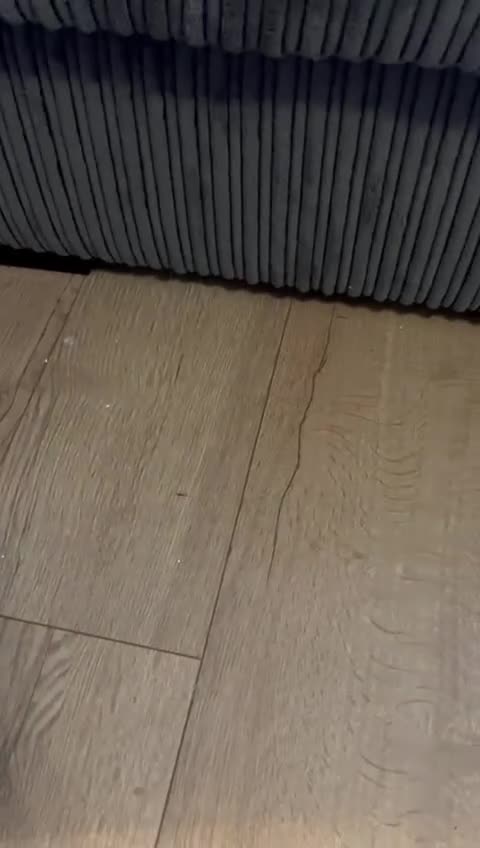 Mixed Breed cats for sale: Gorgeous kitten for sale - Video 1