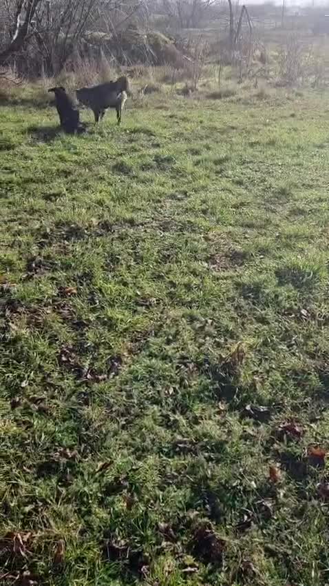 Mixed Breed dogs for adoption: 🐾 BELLA – A Brave Heart Ready to Love Again 💛 - Video 3