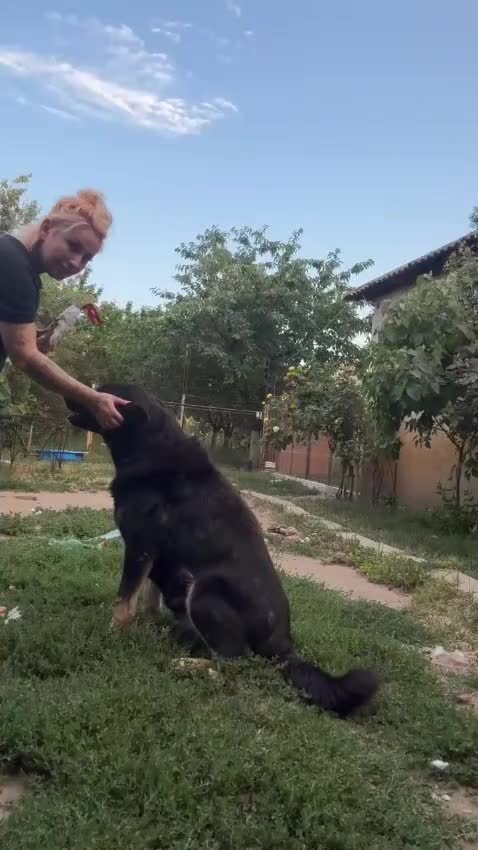 Mixed Breed dogs for adoption: Please Read Oreo’s Story 😔  - Video 1