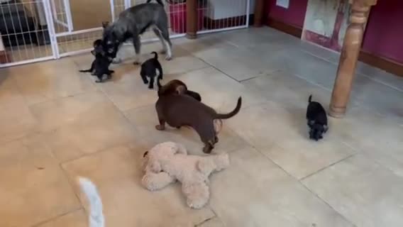 Miniature Schnauzer dogs for sale: Stunning Miniature Schnauzers - Video 1