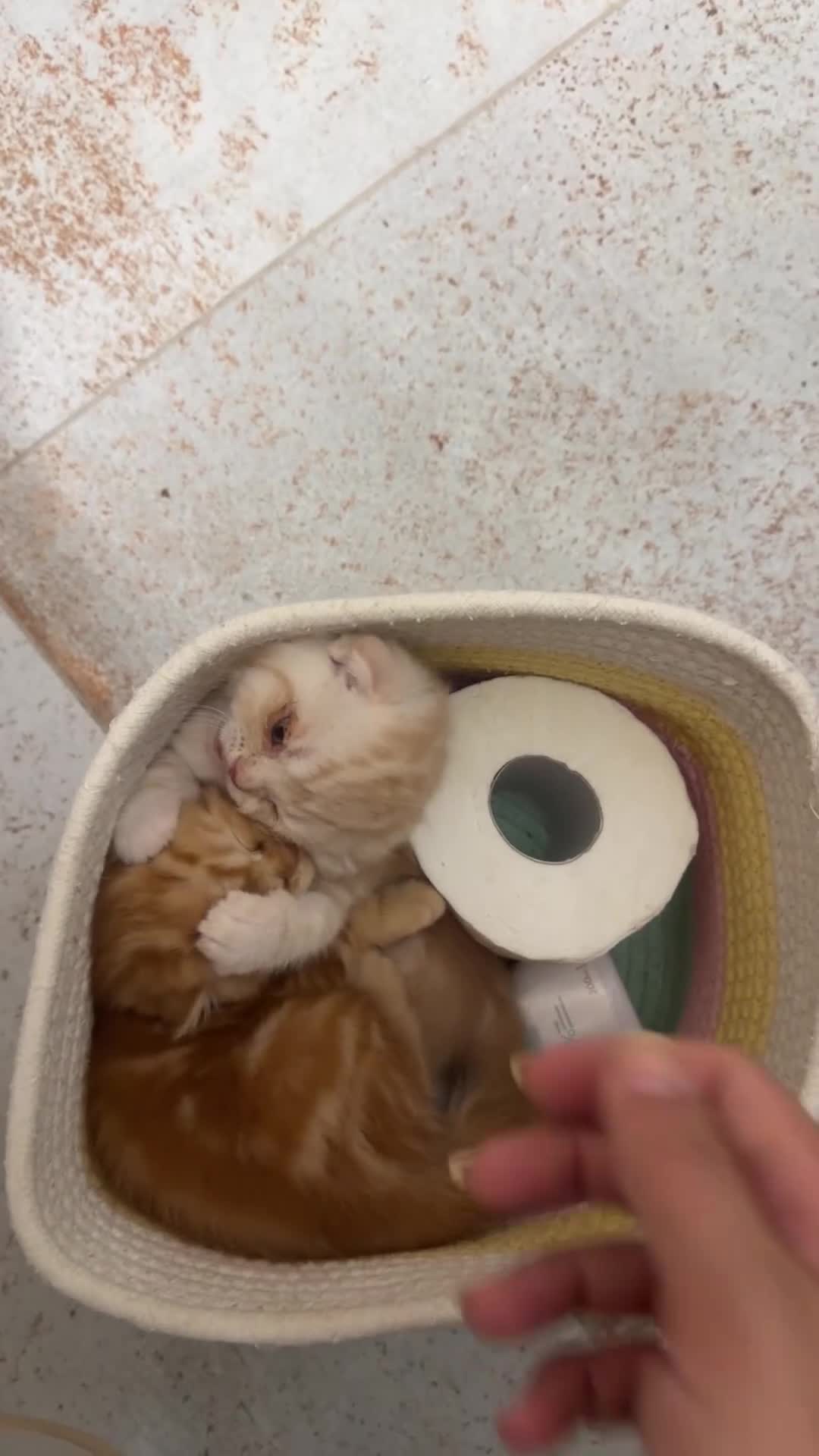Scottish Fold cats for sale: Miss Scottish straight Ginger  - Video 1