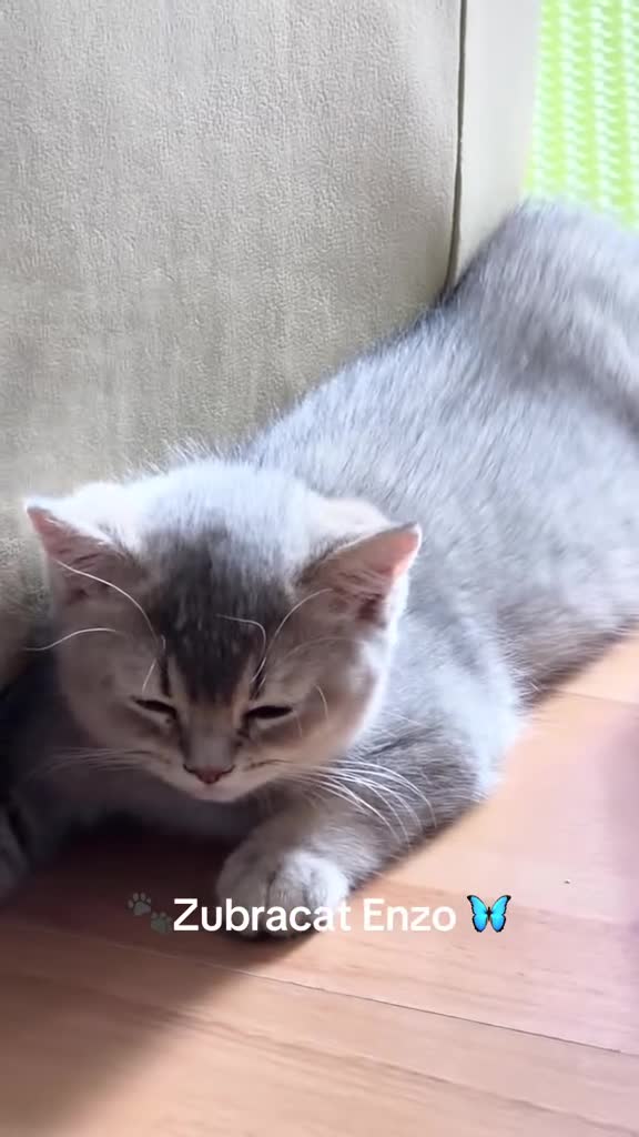 British Shorthair cats for sale: GCCF Golden Blue 🦋BSH Boy  - Video 1