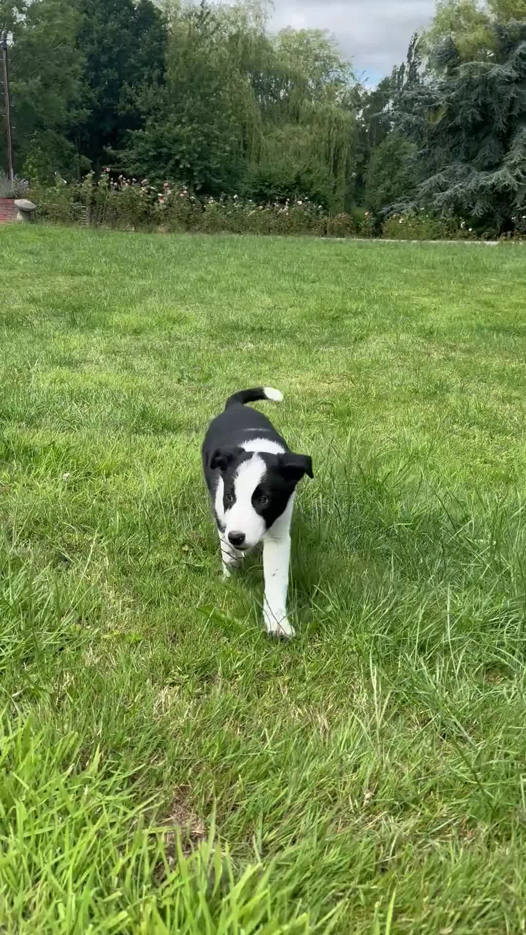 Border Collie dogs for sale: Female Border Collie puppy - Video 2