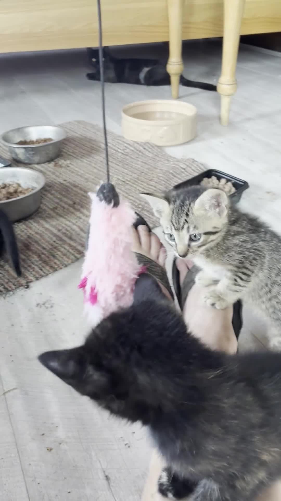 Mixed Breed cats for sale: Mixed Breed Kittens - Video 2