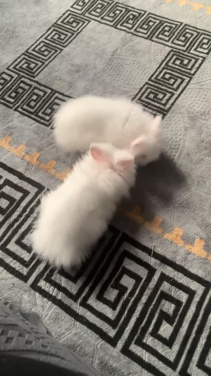 Lionhead rabbits for sale: Two beautiful snowwhite lionheads 🐰 ❄️ 😍 - Video 3