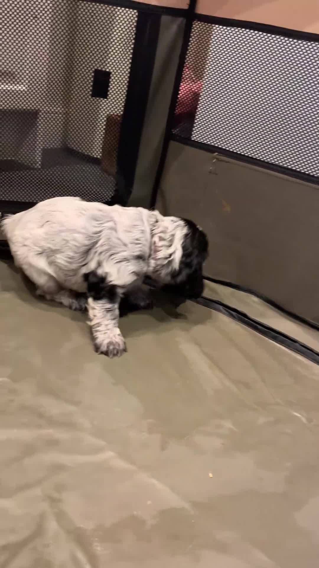 Cocker Spaniel dogs for sale: Show Cocker Spaniel KC reg available on 16 th Sept - Video 3