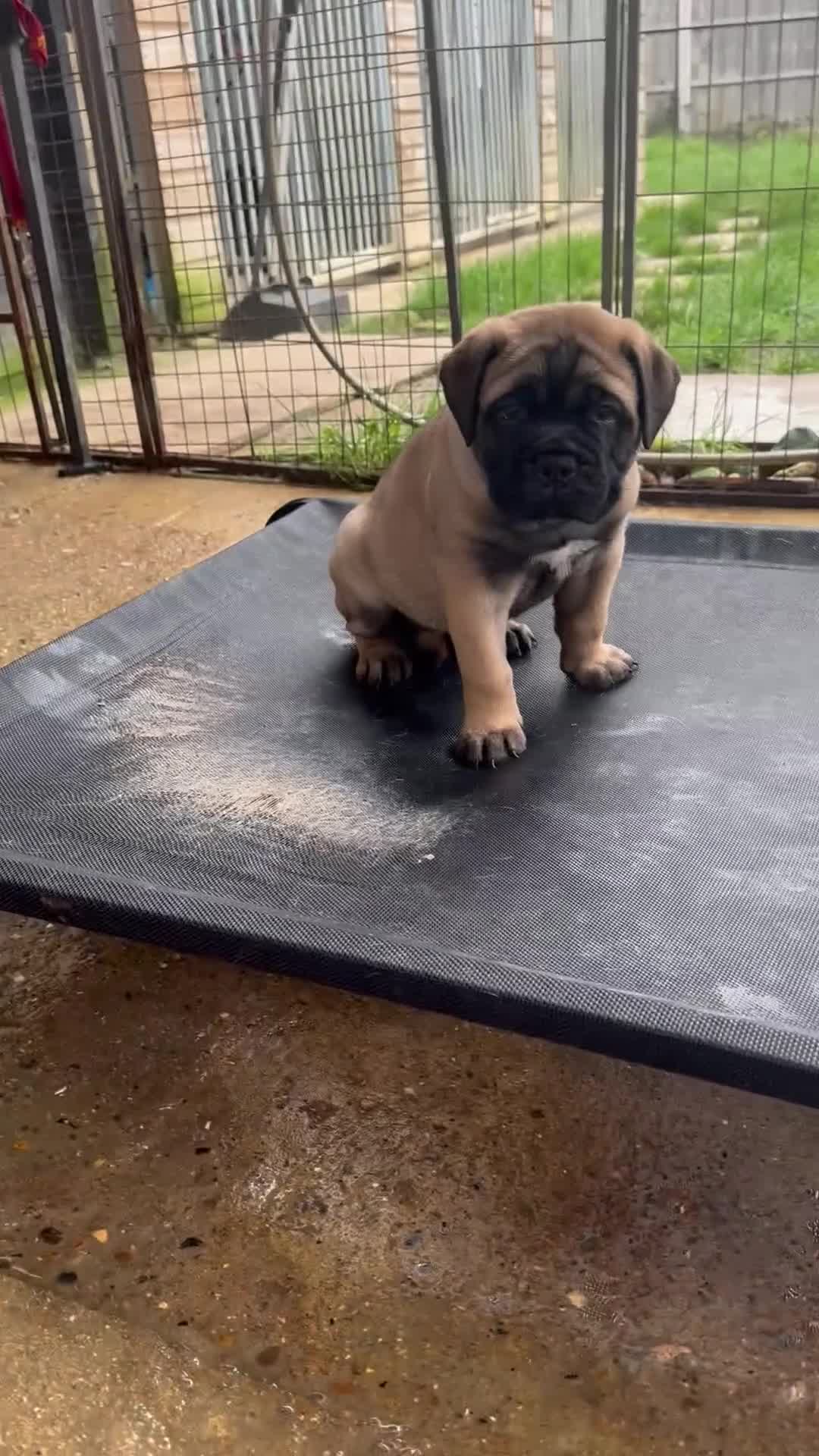 Bullmastiff dogs for sale: ASBORN BULLMASTIFF PUPS - Video 2