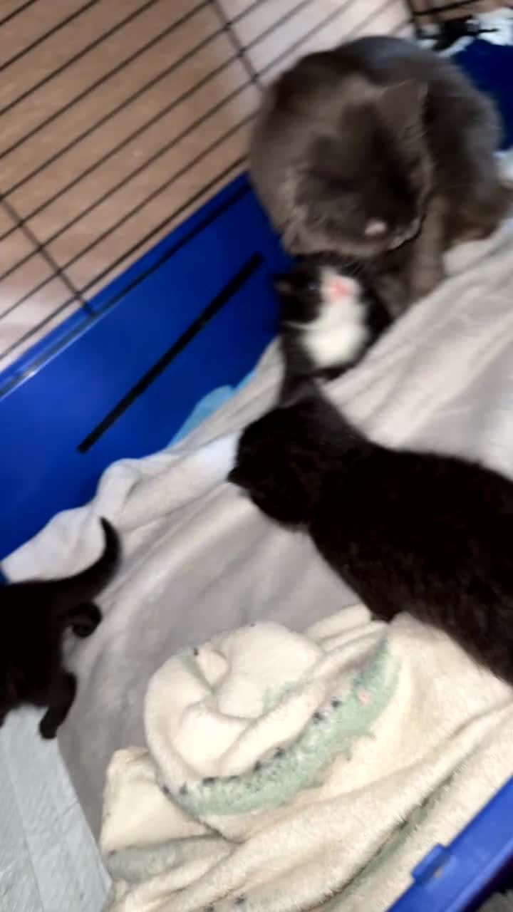 Mixed Breed cats for sale: 2 beautiful girls left in Sunderland - Video 1