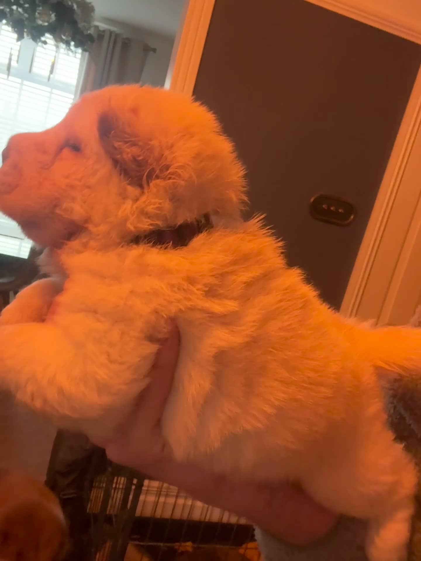 Shar Pei dogs for sale: 3  Gorgeous bears 🐻  - Video 1