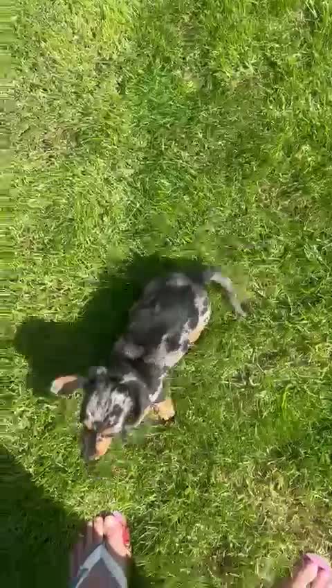 Miniature Dachshund dogs for sale: Adorable Puppies in Birmingham - Video 1