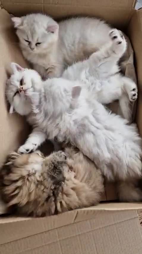 British Shorthair cats for sale: ❤ British Shorthair Kittens ❤ Silver ❤ Healthy ❤ - Video 4