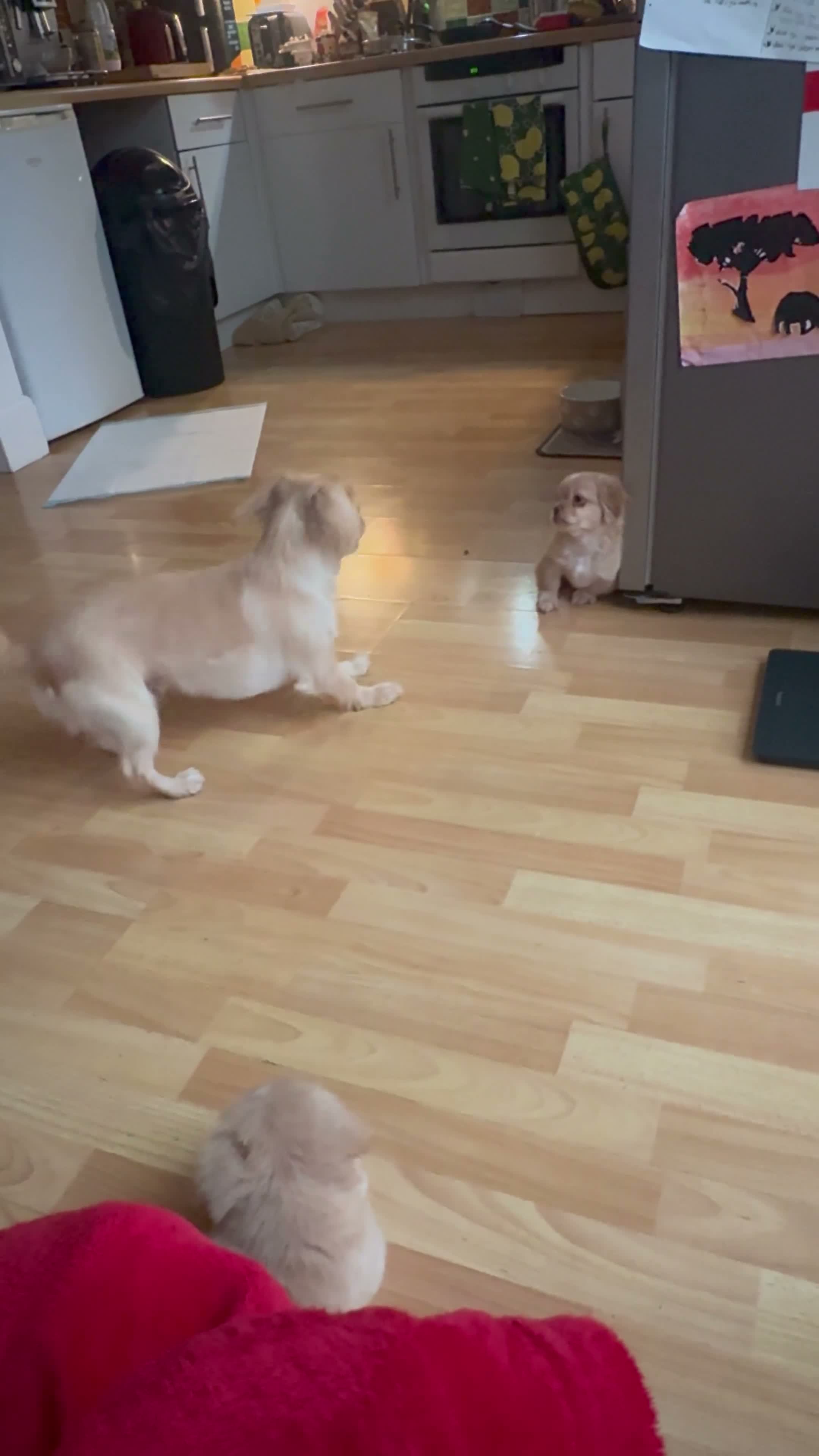 Pekingese dogs for sale: Puppies  in Portsmouth - Video 1