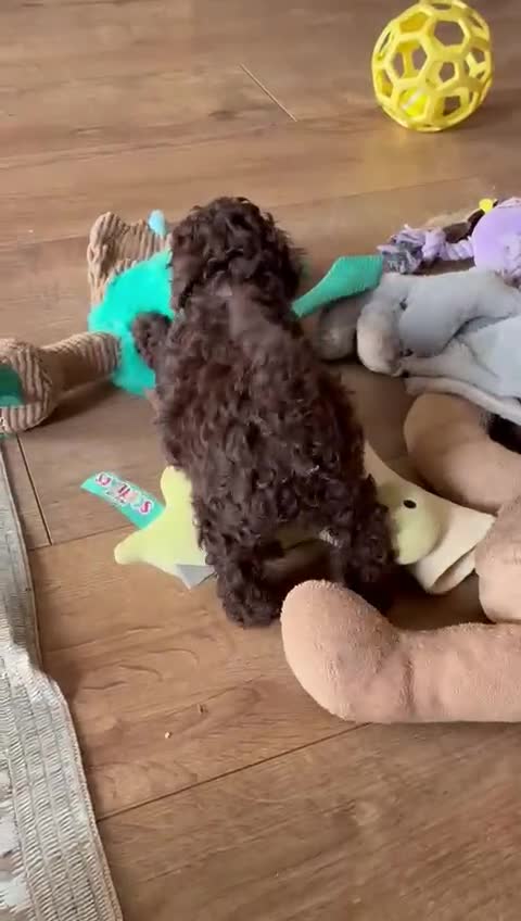 Toy Poodle dogs for sale: Toy poodles in Gainsborough - Video 1