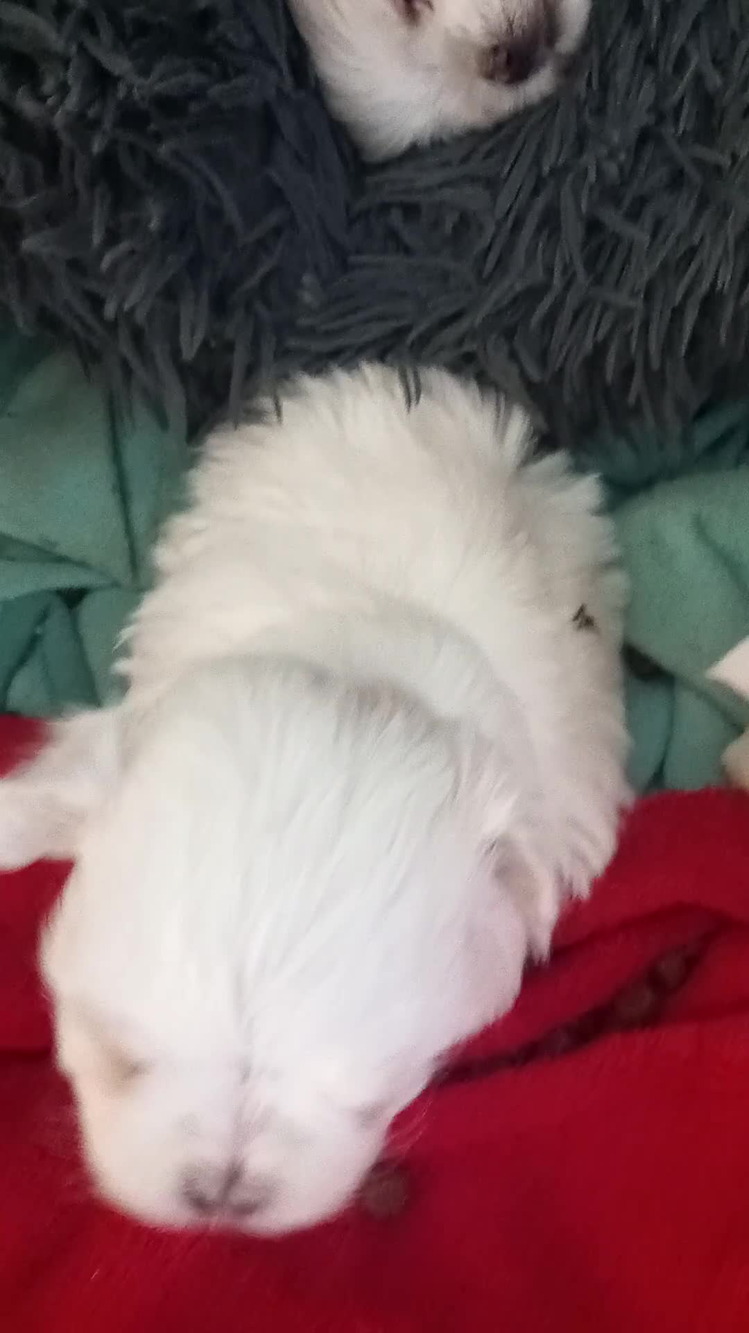 Maltese dogs for sale: 3 little girls  - Video 1
