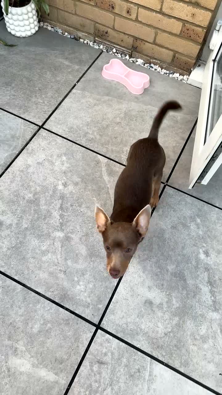 Mixed Breed dogs for sale: Dameranian Pomeranian/miniature dachshund  in Colchester - Video 1