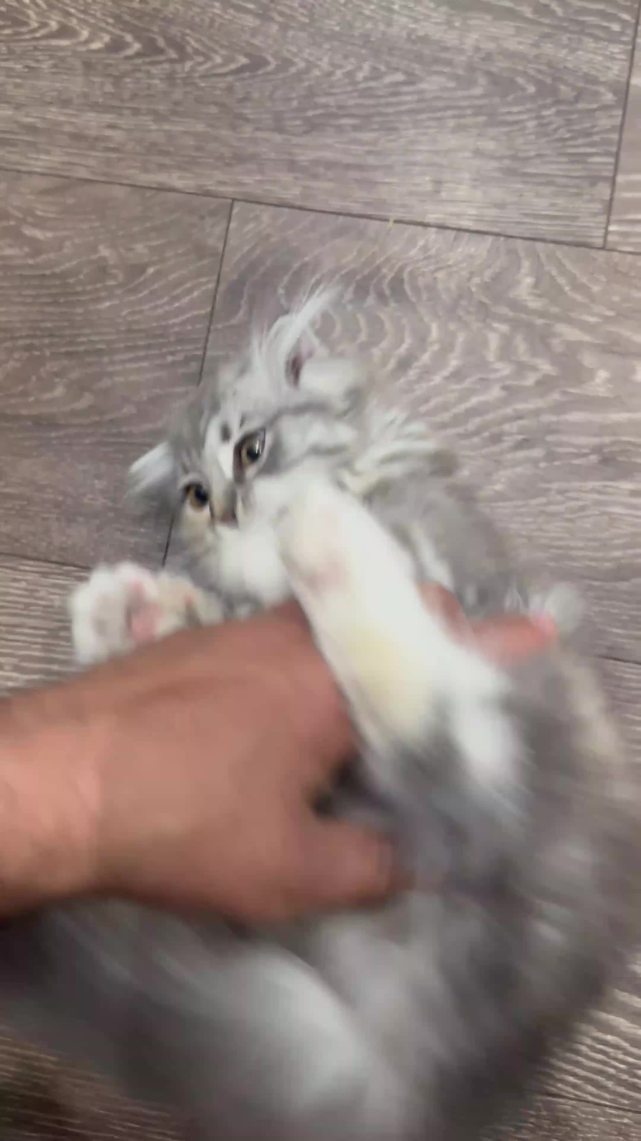 Scottish Fold cats for sale: Last Girl- Beautiful Scottish Fold X Ragdoll  - Video 2