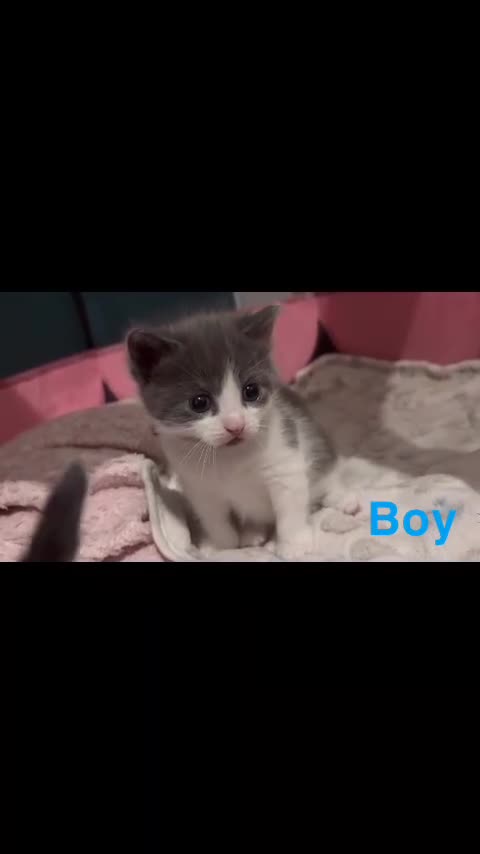 British Longhair cats for sale: British longhair kittens - Video 4