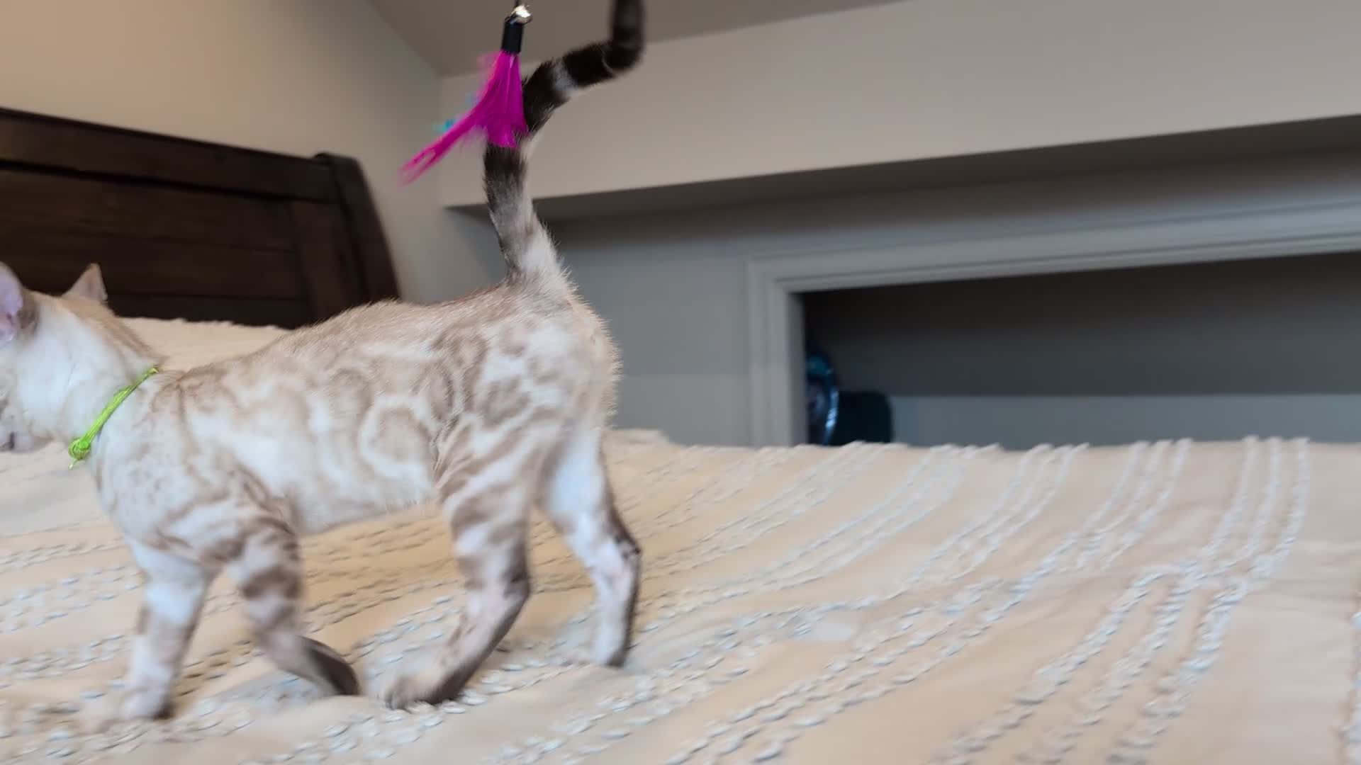 Bengal cats for sale: 🤍🖤🩶 Bengal Kittens 🩶🖤🤍 in Barnoldswick - Video 4
