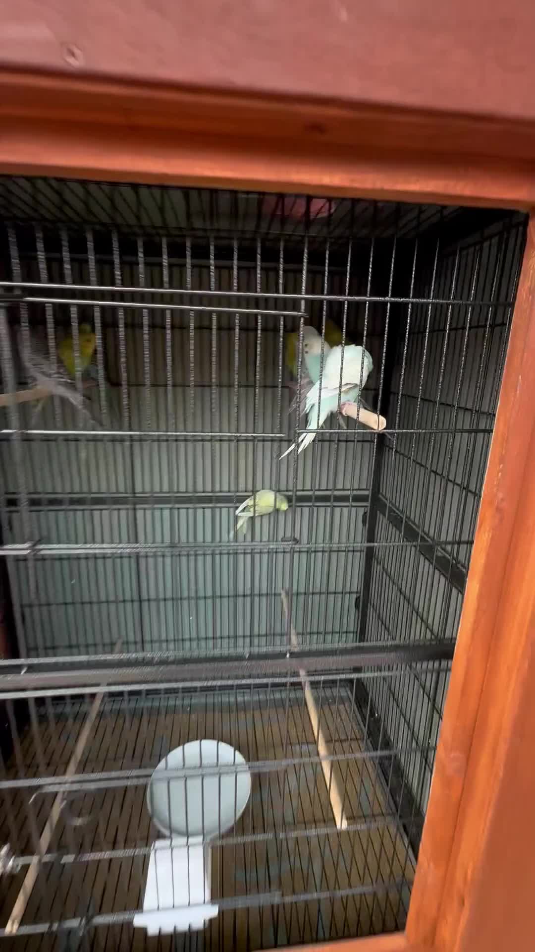 Budgerigars birds for sale: 6 to 8 weeks baby budgies and some adults males. - Video 1