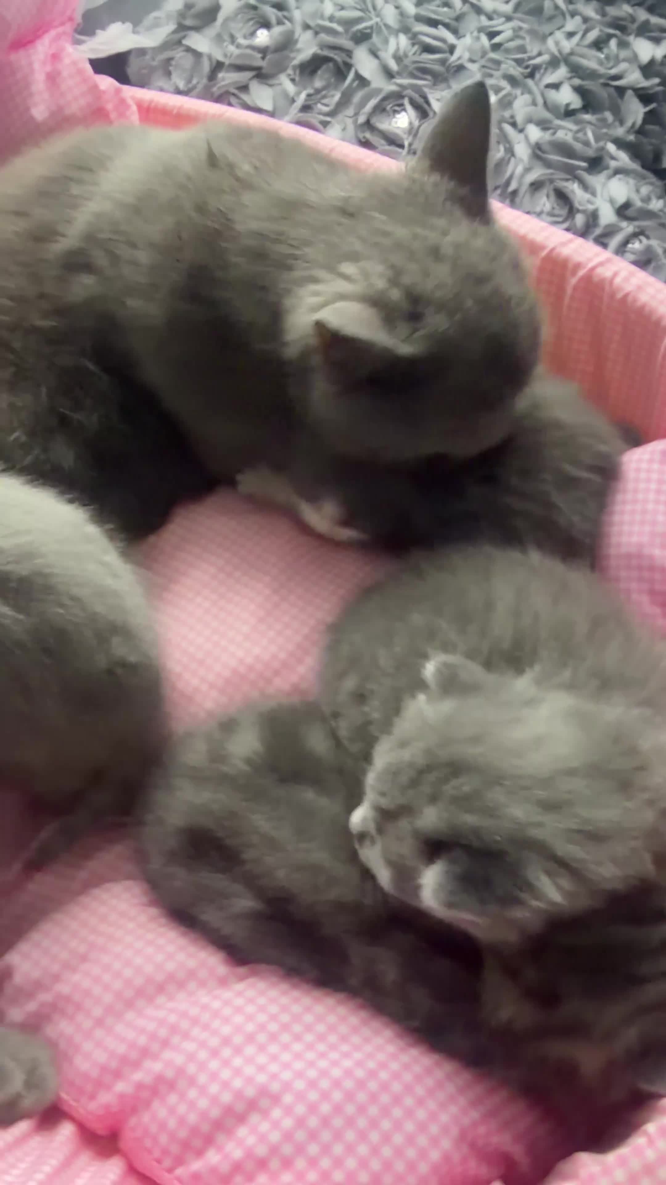 British Shorthair cats for sale: Ready for reservations British  - Video 2