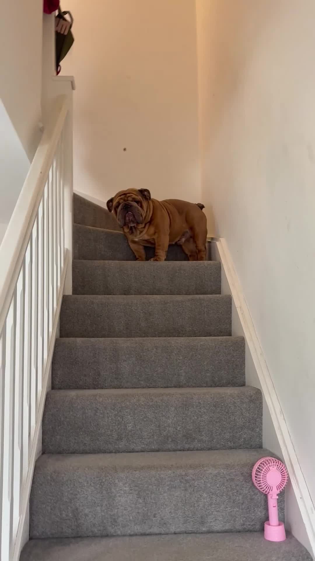 English Bulldog dogs for stud: STUD AVAILABLE  - Video 1