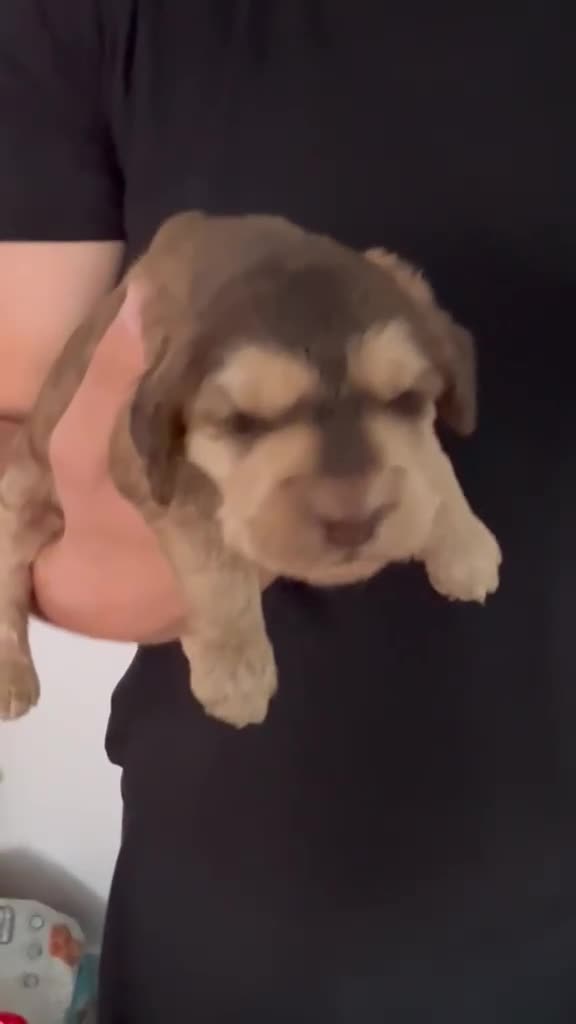 Cockapoo dogs for sale: F1 Cockapoo’s Health tested parents - Video 1
