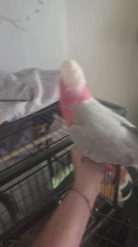 Cockatoo birds for sale: Loving Galah looking for Female forever home. in Shipley - Video 1