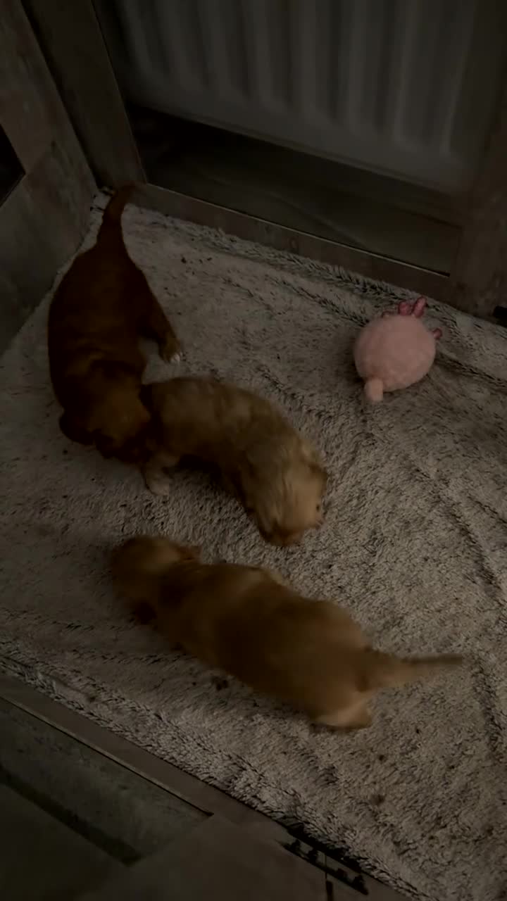 Mixed Breed dogs for sale: Cavapoo x cockapoo  - Video 1