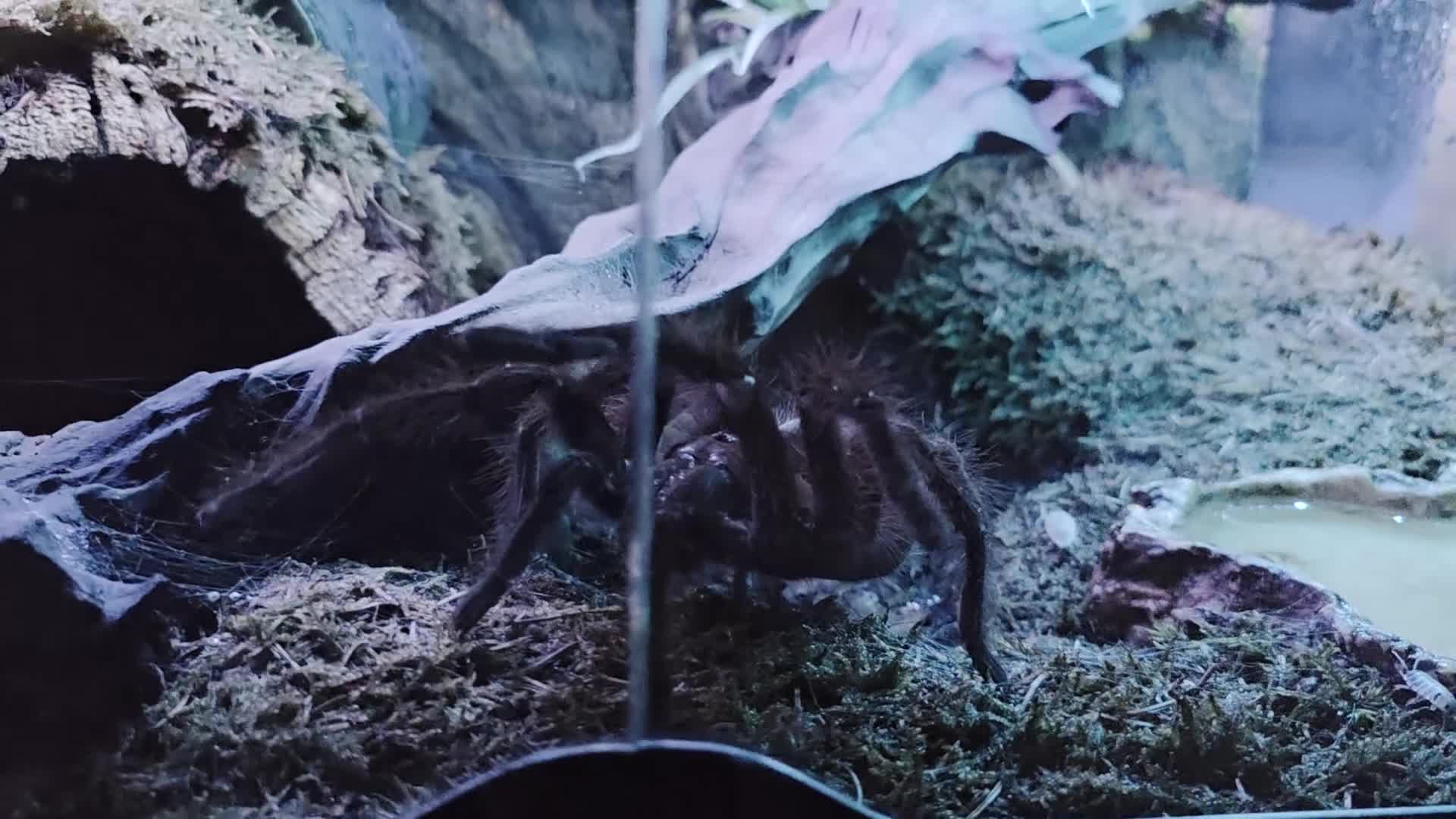 Tarantulas invertebrates for sale: Theraphosa Apophysis Pink Foot Goliath - AF CB19 - Video 1