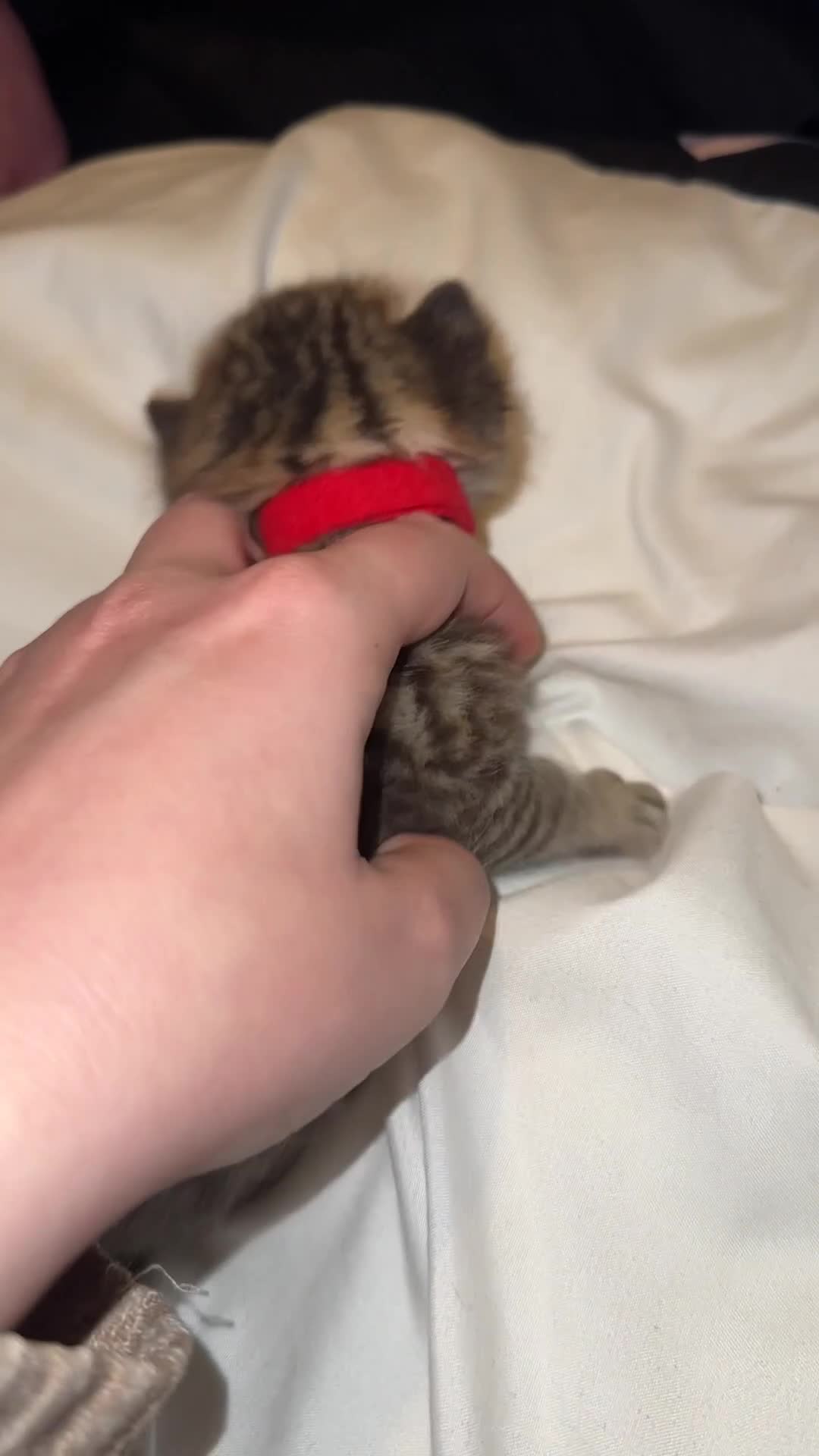 Bengal cats for sale: Stunning bengal x bsh kittens  - Video 1