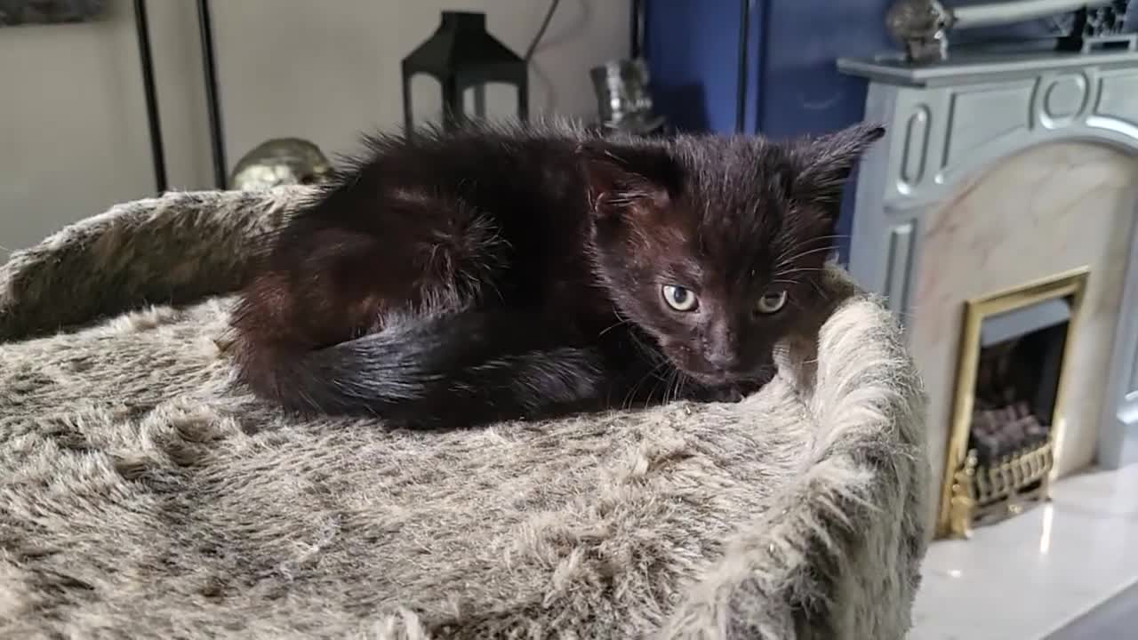 Mixed Breed cats for sale: Mixed breed kittens - Video 3