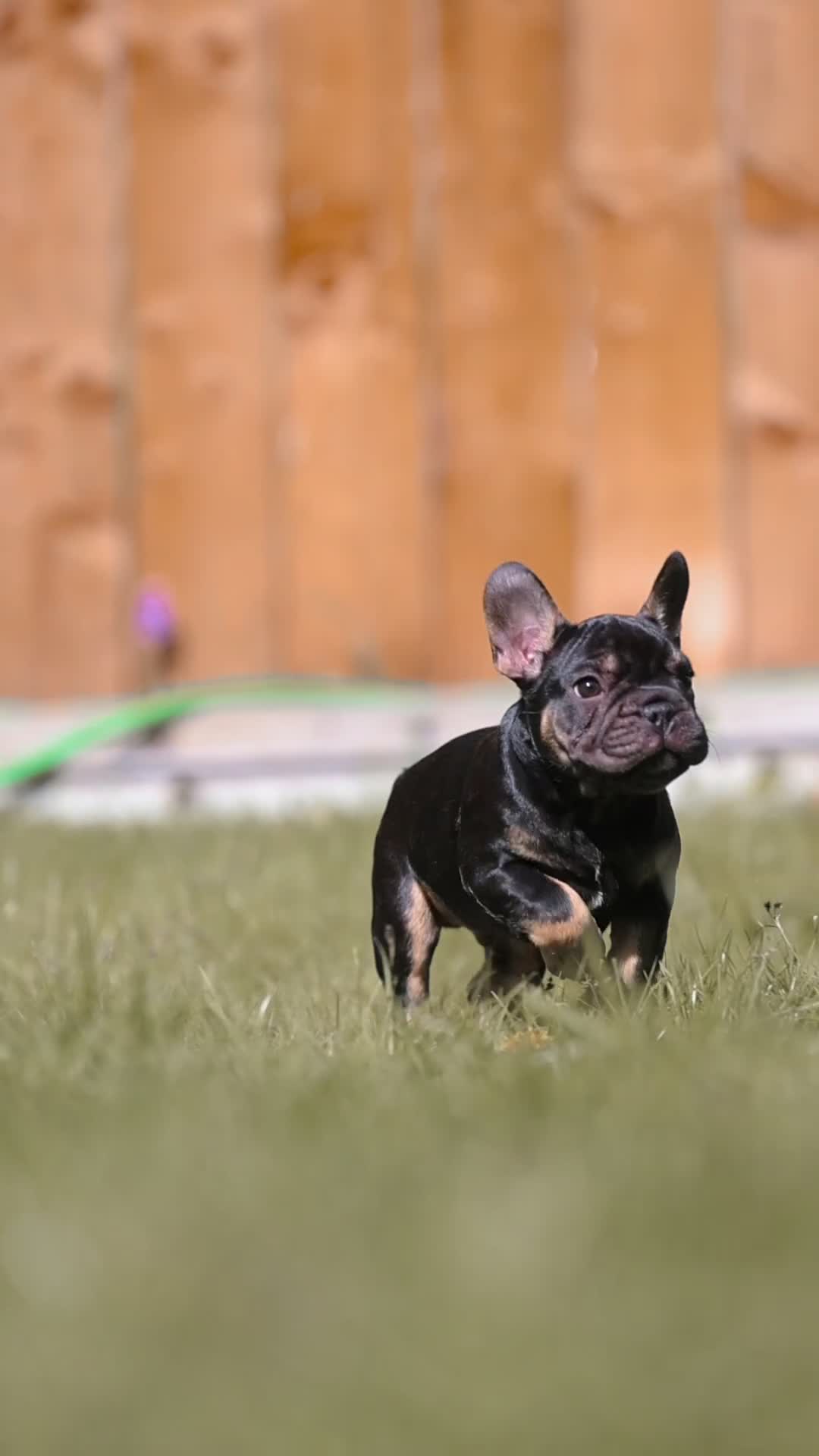 French Bulldog dogs for sale: QUALITY!! HEALTH CLEAR!! FRENCH BULLDOG PUPS!  in Durham - Video 5
