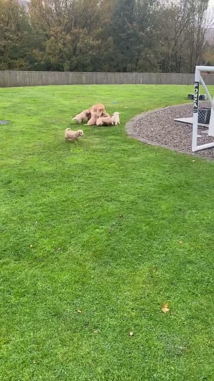 Cockapoo dogs for sale: F1 Cockapoo in Auchterarder - Video 1