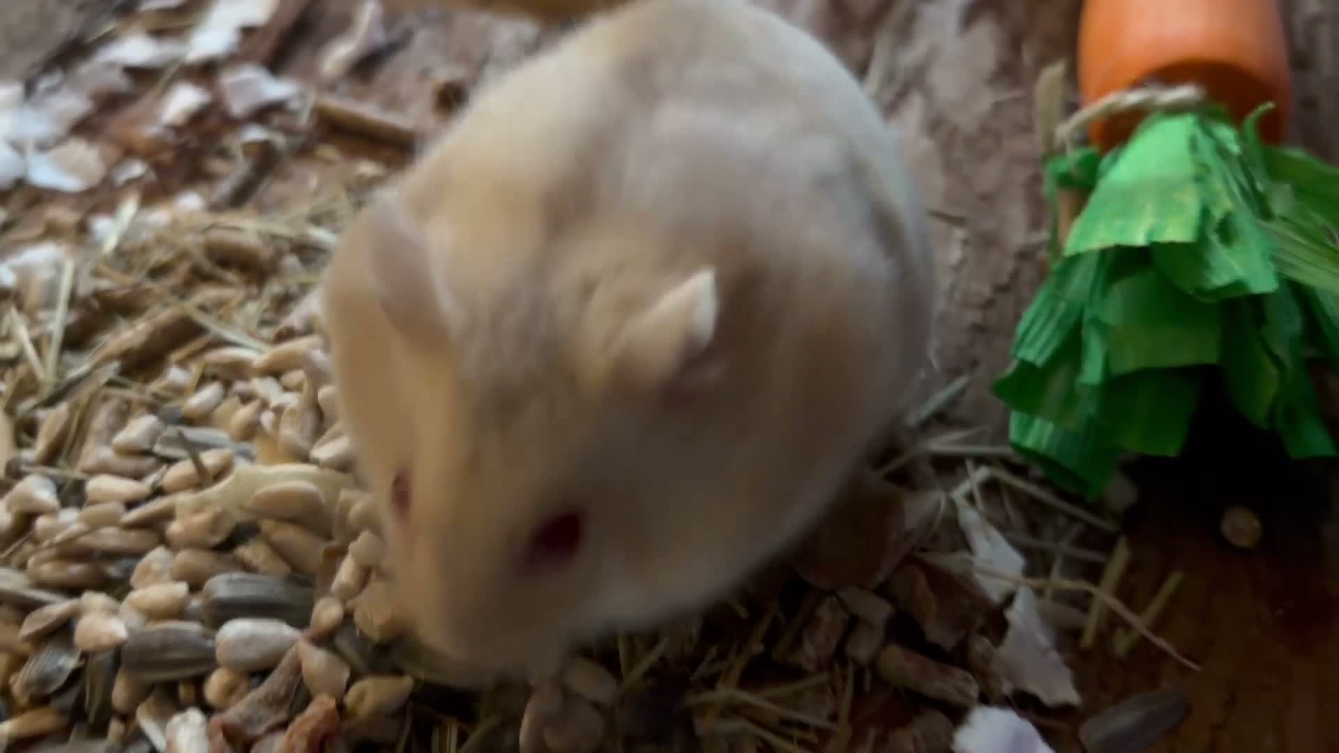 Hamster rodents for sale: Russian Dwarf Girl Looking for new home - Video 2