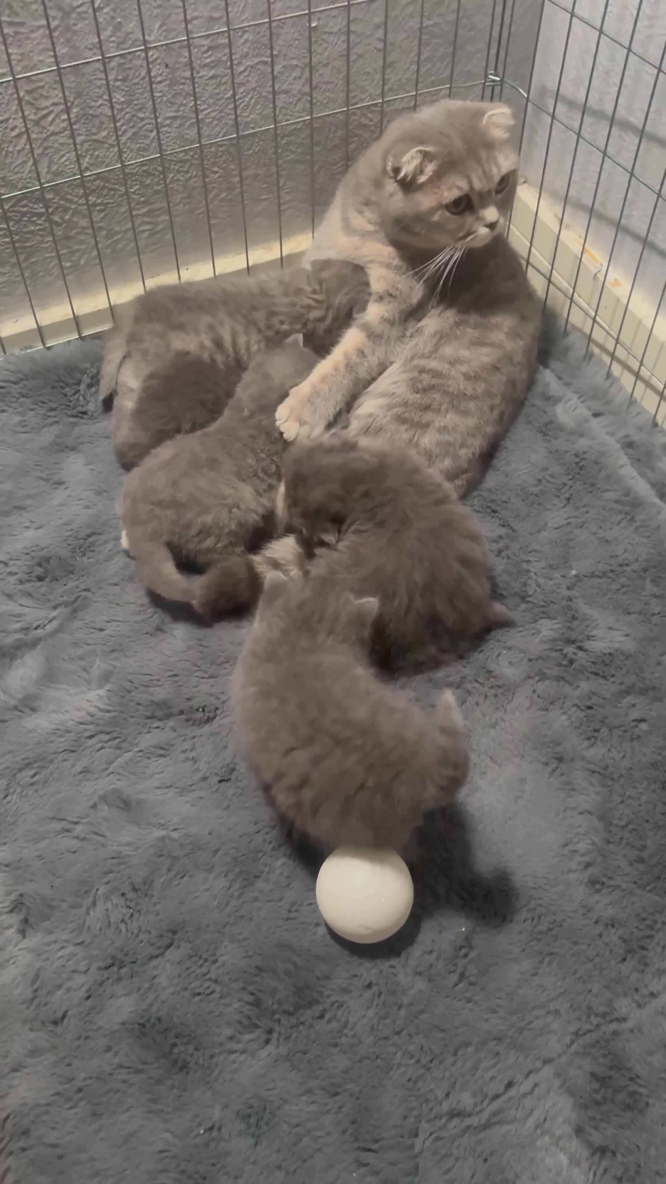 Scottish Fold cats for sale: Scottish fold kittens  - Video 1