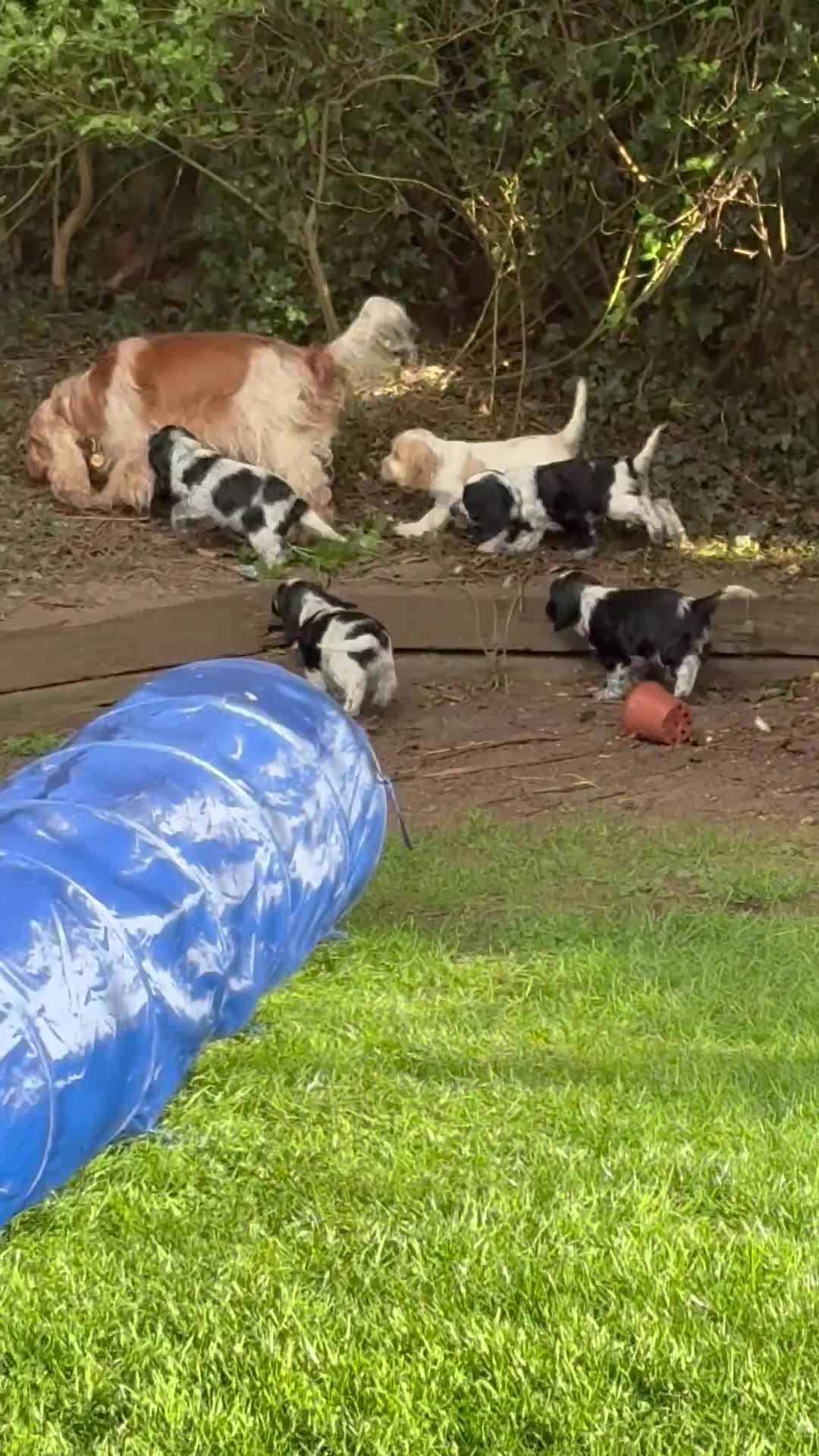 Cocker Spaniel dogs for sale: Quality show type KC reg. blue roan pups. in York - Video 3
