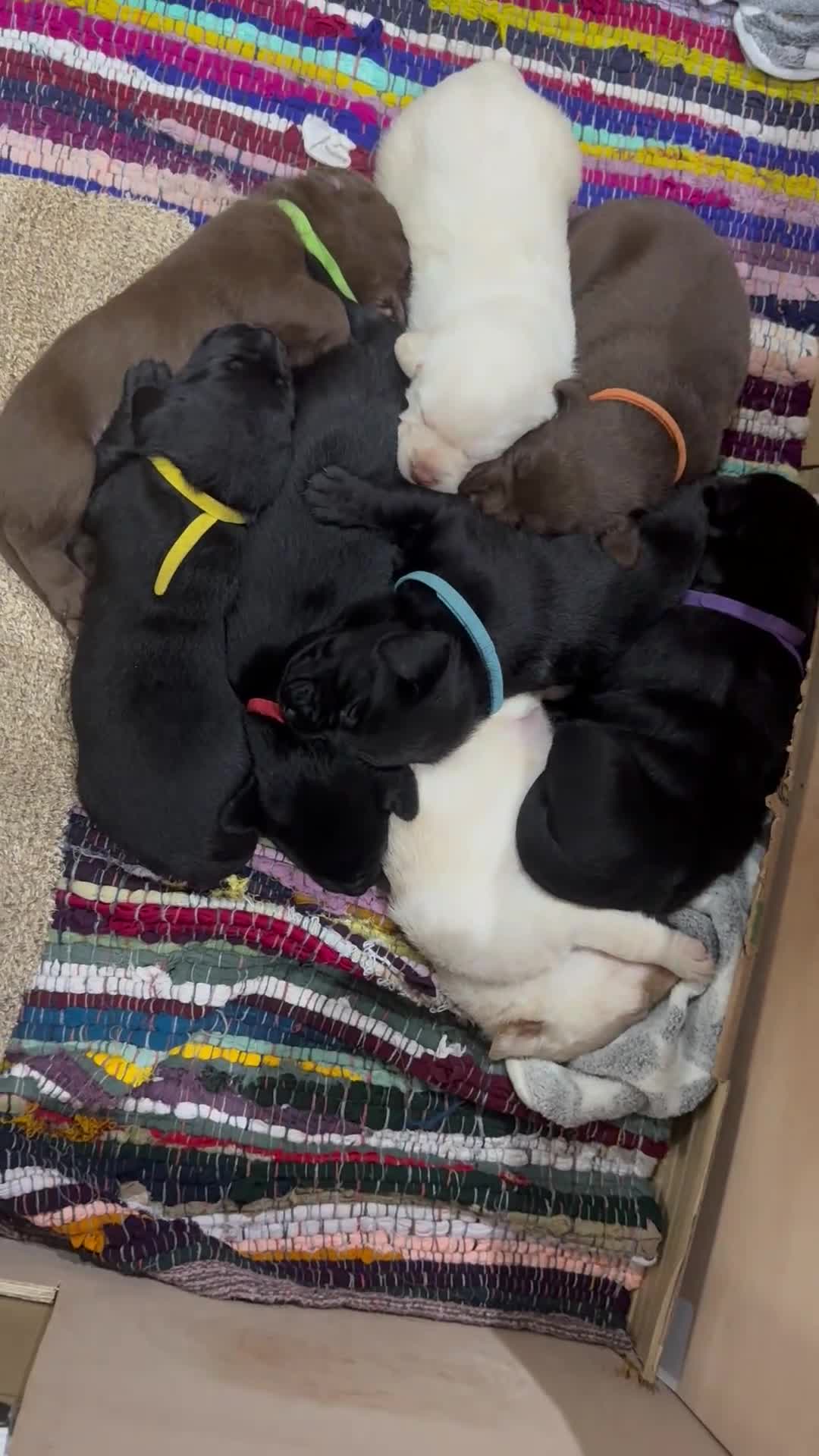 Labrador Retriever dogs for sale: One stunning girl, ready now 9Nov!  - Video 2