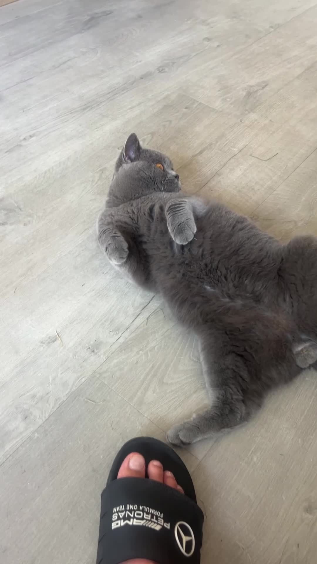 British Shorthair cats for stud: British shorthair STUD in Altrincham - Video 2