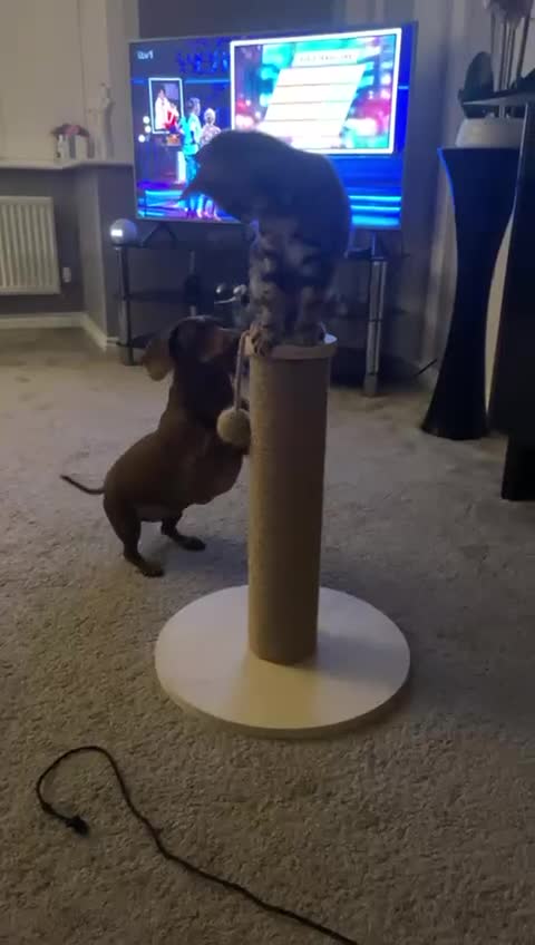 Bengal cats for sale: Frankie. Bengal X Moggy - Video 1