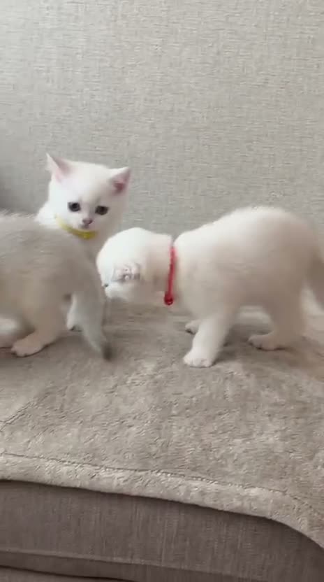 Scottish Fold cats for sale: TICA Registered Scottish Fold Kittens - Video 2